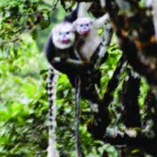 To find the url, i used firefox's video downloadhelper and tried. Pdf Molecular Systematics Of Indochinese Primates