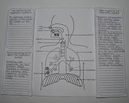 .12 1 stoichiometry answer key pearson workbook last update : Coloring Book A Free Excerpt From The Human Body Coloring Book Assistant And Reading Guide Human Heart By Stephanie Elkowitz Pdf Free Download
