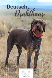 der deutsch drahthaar ist eine der beliebtesten hunderassen der deutschen er zahlt zu den besten jagdhunden is german wirehaired pointer hunting dogs puppies