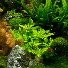 Image result for Hygrophila spiciformis