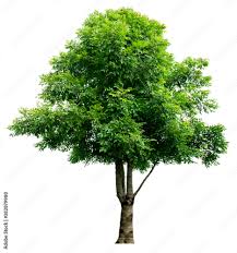 Image result for Dolichandrone alba