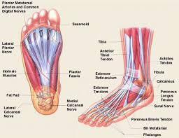 Foot And Ankle Bone Joint Anatomy Model Anatomy Human Body Anatomie Des Muscles Anatomie Humaine Anatomie