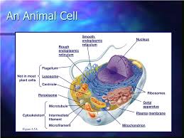 Animal cells contain small structures called organelles, which help carry out the normal operations of a cell. Ppt A Tour Of The Cell Powerpoint Presentation Free Download Id 1822915