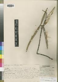 Image result for Oncinotis