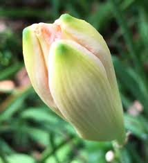 I can't sleep at night because my neighbours make too much noise. In The Garden Nature Religion Connection