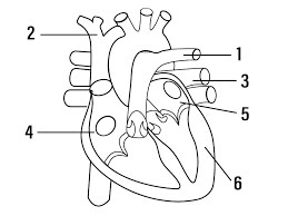 It carries oxygenated blood away from the left ventricle to the body. Q1 Given Alongside Is A Diagram Of Human Heart Showing Its I Lido