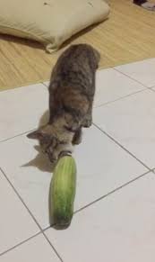 Dan apakah semua kucing memang takut pada timun? Taukah Anda Ternyata Kucing Takut Sama Timun Infosekayu Com