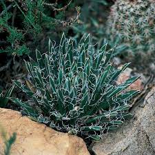 Hardy agave up for sales are seeds of agave toumeyana bella. Miniature Century Plant Agave Toumeyana V Bella High Country Gardens