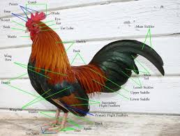 Anatomy Of A Feather Extension Rooster Animal Science Chickens And Roosters