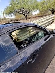 Now if it was a stupid skunk or racoon coming out and attacking then yeah, maybe rabies. A Drunk Arizona Driver Ran Into A Large Cactus That Impaled His Windshield Daily Mail Online