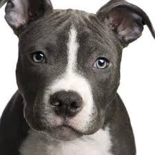 Image Result For Black Baby Pitbulls With A White Line Across Their Face Pitbull Terrier Bull Terrier Puppy American Pitbull Terrier