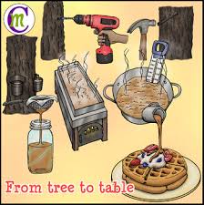 Making Maple Syrup Clipart