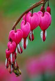 Designer Women S Apparel Men S Apparel Shoes Handbags Saks Com Unusual Flowers Bleeding Heart Flower Beautiful Flowers