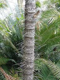 Image result for Aiphanes horrida