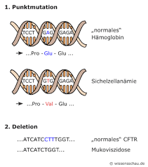 Die arten von hämoglobin, die eine person in den roten blutkörperchen bildet, hängen davon ab, welche. Genmutationen Losen Erbkrankheiten Aus
