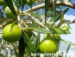 Nocellara del belice italy, sicily. Nocellara Olive Tree Characteristics Castelvetrano Olives Oil