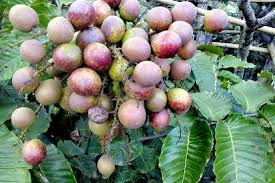 Ukuran buah bervariasi mulai dari yang sebesar bola pingpog sampai dengan yang sebesar mentimun suri. Dispertan Bantenprov Go Id Budidaya Buah Matoa