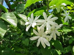 Image result for Jasminum multipartitum