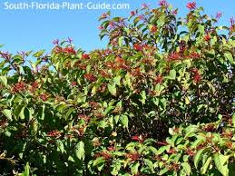Pruning, however, inhibits the blooms, which appear at the ends of the. Firebush