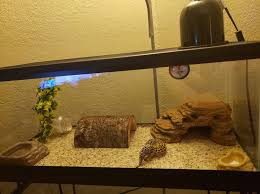 Leopard Gecko Tank 10 Gallon Leopard Gecko Leopard Gecko Terrarium Leopard Gecko Tank