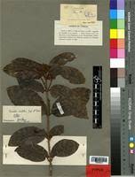 Image result for Combretum fuscum