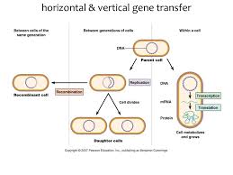 Chapter Eight Microbial Genetics The Hereditary Material Griffith 1927 Avery Et Al The Transforming Principle Coined By Griffith Identified Ppt Download