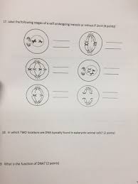Maybe you would like to learn more about one of these? Label The Following Stages Of A Cell Undergoing Chegg Com
