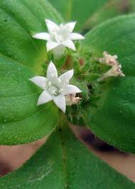 Image result for Richardia brasiliensis