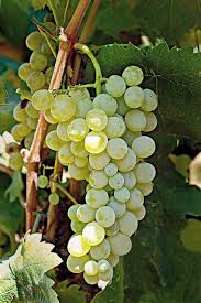 Pin On Greek Grapes Varieties