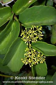 Image result for Cissus cornifolia