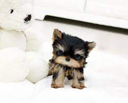 Micro Teacup Maltese Micro Teacup Yorkies Micro Teacup Pomeranians Micro Teacup Poodles Micro Teac Teacup Puppies Kittens And Puppies Adorable Cute Animals
