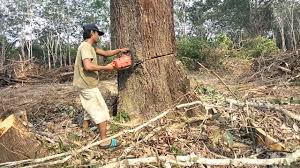 Meaning of ranting in english. Tebang Pokok In English