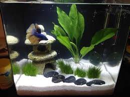 Introducing Enzo And His New Zen Garden In 2020 Fish Tank Decorations Fresh Water Fish Tank Small Fish Tanks