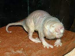 Naked mole-rat - Wikipedia