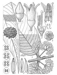 Image result for Pauridiantha