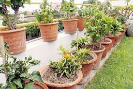 Many people find joy and a sense of accomplishment in working around their home and garden, fixing things up, and using their hands to get things done. Winter Exotic Twists For Home Gardens This Winter Times Of India