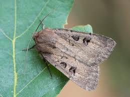 Image result for Graphiphora augur