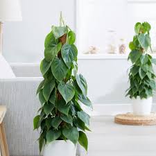 Buy Heart Leaf Philodendron Scandens 26 39 Delivery By Crocus Philodendron Scandens Heart Leaf Philodendron Philodendron