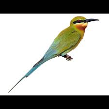 Image result for Philenoptera bussei