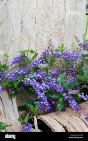 Image result for Hardenbergia comptoniana