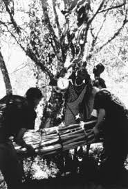 Image result for Rytigynia kiwuensis