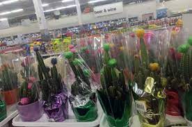 To 6 p.m., shop eligible items online, choose your preferred pickup location and the order will be ready for curbside pickup within two hours or less. The Mystery Of The Fake Cactus Flowers Ok Whatever