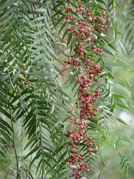 Image result for Schinus molle