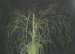 Image result for Eragrostis leptotricha