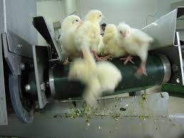Chickens can begin to lay eggs when they are between 4 and 5 months old. Chick Culling Wikipedia