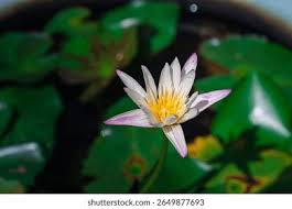 Image result for Nymphaea heudelotii