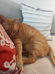 Mine Kansu Adli Kullanicinin Kedi Askim Panosundaki Pin 2020 Kedi