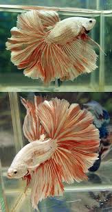 Aquabid Com Item Fwbettashm1389861117 Platinum Orange Dragon Ohm Male Ends Thu Jan 16 2014 02 31 57 Am Cdt Betta Betta Fish Beautiful Fish