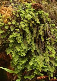 Image result for Hymenophyllum