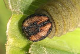 Image result for Ochlodes sylvanus